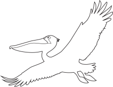 Outer Banks Time Pelican